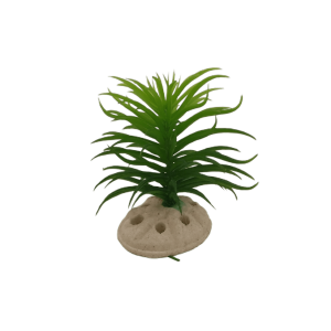 Planta Decorativa Aquário 10 cm - Verde