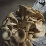 Fardo de Cogumelos "pleurotus" Grande - 35 litros